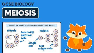 Meiosis  GCSE Biology [upl. by Danya]