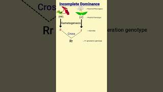 Incomplete Dominance and Codominance  Mendels laws of inheritance [upl. by Zeugirdor527]