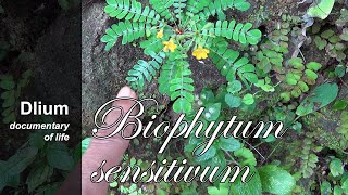 Krambilan Biophytum sensitivum  part 1 [upl. by Christoph]