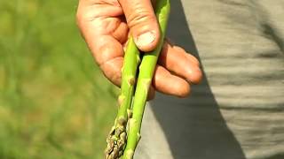 Asparagus Harvest  From the Ground Up [upl. by Kceb]