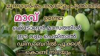 💯ഏത് പൂക്കാത്ത മാവും പൂക്കാൻ ഈ ഒരു ഒറ്റ വളം മാത്രം മതി  mango tree flowering tips malayalam [upl. by Niko]