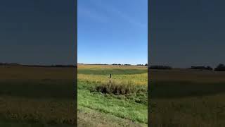 Are these soybeans in North Dakota [upl. by Joachima]