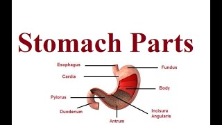 Stomach Parts  Digestive system anatomy  2024 [upl. by Niahs]