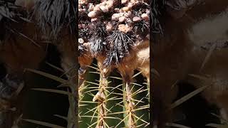 Gran centro de cactus Asiento de suegra Echinocactus grusonii en Benalmádena [upl. by Quartis]