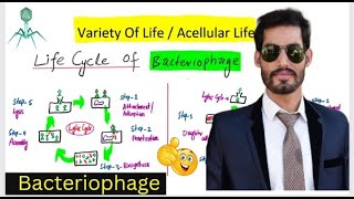 Life Cycle of Bacteriophage  Lytic and lysogenic cycle [upl. by Nyrtak220]