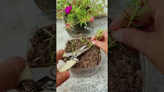 Plant portulaca flower in pot plastic bottle shortvideo garden howtogrowportulaca diy nature [upl. by Hatti337]