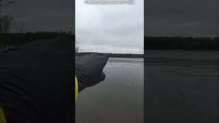 Zooming in on a Bald Eagle from the kayak on a windy day [upl. by Idolah]