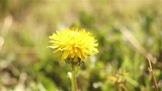 DANDELION Taraxacum officinale [upl. by Dorsy]