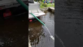 50000 Extended growth walleye being released into the Chippewa Flowage [upl. by Notniw]