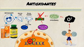 EXERCÍCIO FÍSICO E SUPLEMENTOS ANTIOXIDANTES [upl. by Giulia]