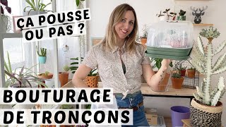 🌱 UPDATE BOUTURES DE TRONCONS PHILODENDRONS PINK PRINCESS ET EUPHORBIA LACTEA WHITE GHOST 🌵 [upl. by Fitton]