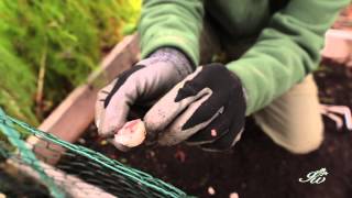 Planting Garlic in Late Fall  How to Prepare amp Plant Garlic in Your Garden [upl. by Warde]