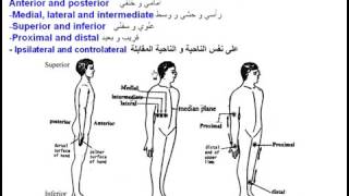 04 Anatomical Terms 2  Intro Dr Ahmed Kamal شرح اناتومي للدكتور احمد كمال [upl. by Templeton]