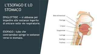 LAPPARATO DIGERENTE Bocca Esofago Stomaco Intestino [upl. by Yekcaj543]