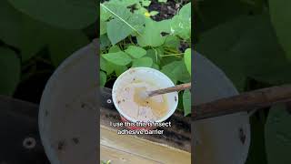 Natural pest control andrethefarmer organicgardening naturalpestcontrol gardeningtips garden [upl. by Shultz]