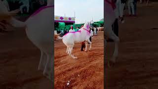 शेर song newsong music punjabisong punjabi horse ghodi newmusicrelease funny ghodiyan [upl. by Angie657]