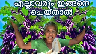 ഇനിയെങ്കിലും വിഷം ആരും കഴിക്കരുത് vegetable plant kerala malayalam [upl. by Ive]