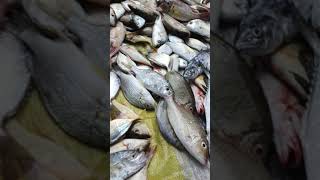 Napakasolid at Kaganda ng mga Isda namin mga kadakot sana ganito lagi [upl. by Callista]