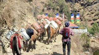 Mules Caravan sight in remote Nepal  Himalayan Transportation  mules animal in Nepal [upl. by Elleyoj]