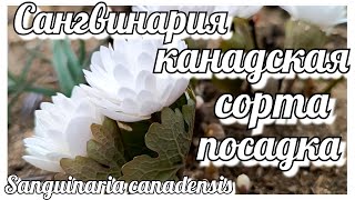 Сангвинария канадскаяКровавый корень Сорта моей коллекции Посадка и уход Почему кровавый корень [upl. by Ynamrej648]