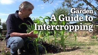 A Guide to Intercropping  Kitchen Garden Magazine [upl. by Yla]