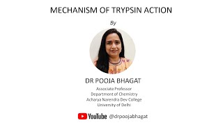 Mechanism of Trypsin Action [upl. by Zashin]