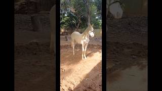 Essa é diferente das iguais🐎❤️😍🫶👏🏻👏🏻🤩😇🙏🏻🥰 [upl. by Helgeson]