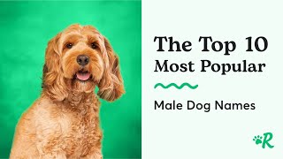 The Top 10 Male Dog Names  Common Boy Dog Names [upl. by Oel48]