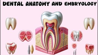 Mandibular Molars  Part 1 [upl. by Aerdua]