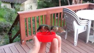 HandFeeding Hummingbirds [upl. by Skippie]