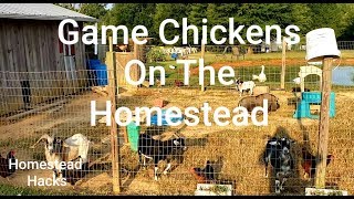 Game Chickens On The Homestead amp Why You Need Them [upl. by Angadreme]