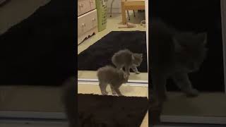 Kitten Discovers His Reflection Holds Cat Conference with Himself [upl. by Trauts]