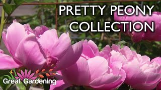 Pretty Peony Collection  Garden Tour [upl. by Aneela73]