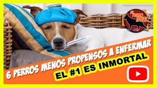 6 razas de perros que no se enferman tan fácilmente [upl. by Warrin]