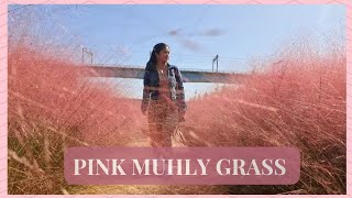 PINK MUHLY GRASS 핑크뮬리 잔디 [upl. by Yesak293]