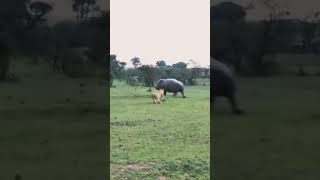 hippo running from lion hippo animals shorts [upl. by Trescott610]