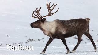 Reindeer Caribou Sounds [upl. by Wiltsey]