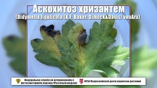 Аскохитоз хризантем Didymella ligulicola KF Baker DimockampDavis vonArx [upl. by Lyssa]