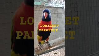 Rainbow Lorikeets parrot kingdom [upl. by Yert]