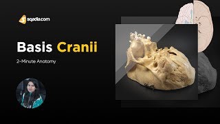 Basis Cranii  2Minute Anatomy  Medical Video  VLearning  sqadiacom [upl. by Grantland918]