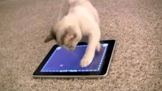 iPad Game for Cats The Worlds Greatest Video Game for cats not humans [upl. by Blanc490]