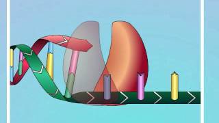 HIV Mechanisms of Action of NRTIs [upl. by Carroll]