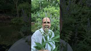 Chaste Tree Vitex agnuscastus – pollinator magnate and medicinal Chasteberry gardening garden [upl. by Zetnauq941]