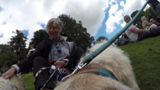 GoPro Stumpy Buckley Dandie Dinmont Terrier  Dandie Derby 2017 The Haining Selkirk [upl. by Donohue685]