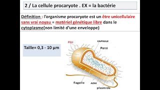 cytologie organisation générale de la cellule  la cellule procaryote [upl. by Mara529]