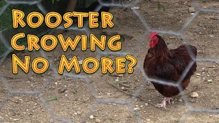 Rooster Crowing No More [upl. by Ahto]