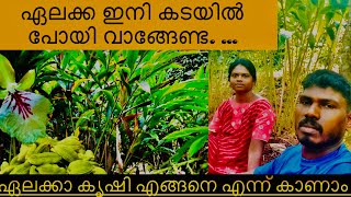 Cardamon ഏലം കൃഷി ഏലം കൃഷി കണ്ടിട്ടുണ്ടോ elamcardamom elamkrishiidukki [upl. by Iolenta854]