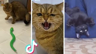 Funny amp Cute Cats Compilation TikTok shorts 😻 [upl. by Irtimid]