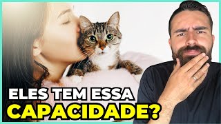 Será Que Os Gatos Realmente Reconhecem Seus Tutores [upl. by Fillbert]