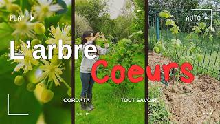 🟡💜 Tout Savoir sur  LE TILLEUL CORDATA Forêt Comestible [upl. by Mikael934]